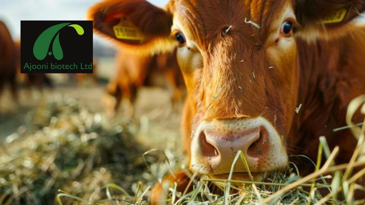 Ajooni Biotech Enters B2C Gujarat Market with Pure Veg Cattle Feed